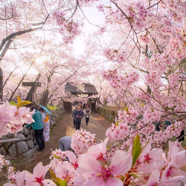 Cherry Blossom in Japan