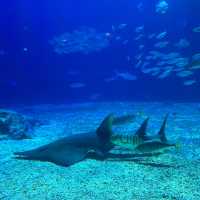 「倫敦海洋生物水族館」：驚嘆景點，深入瞭解海洋生物