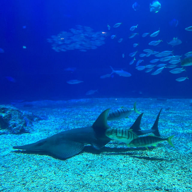 「倫敦海洋生物水族館」：驚嘆景點，深入瞭解海洋生物