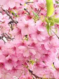 【河津桜まつり/静岡県】河津桜見るなら河津町へ