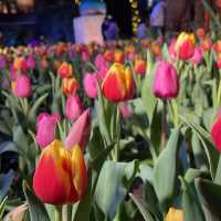 Flower Dome: Tulipmania 2021