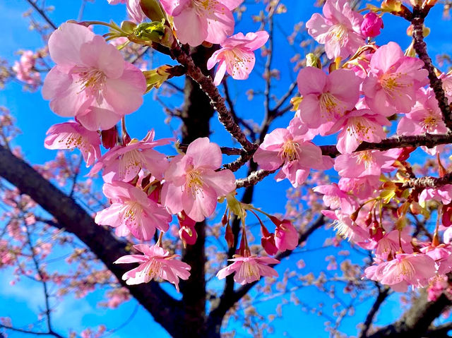 former Nakagawa Kawazu Cherry blossom