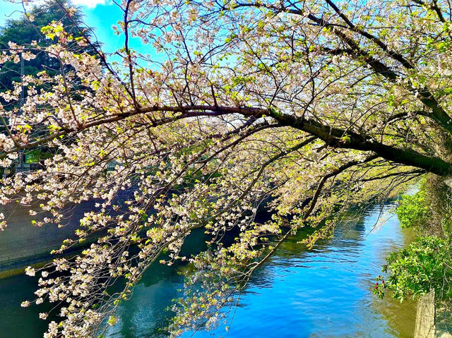 Meguro River Cherry Blossoms Promenade