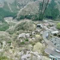 【別府】鶴見岳にある別府ロープウェイからの桜