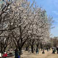 Picnic at Seoul Forest 🌸