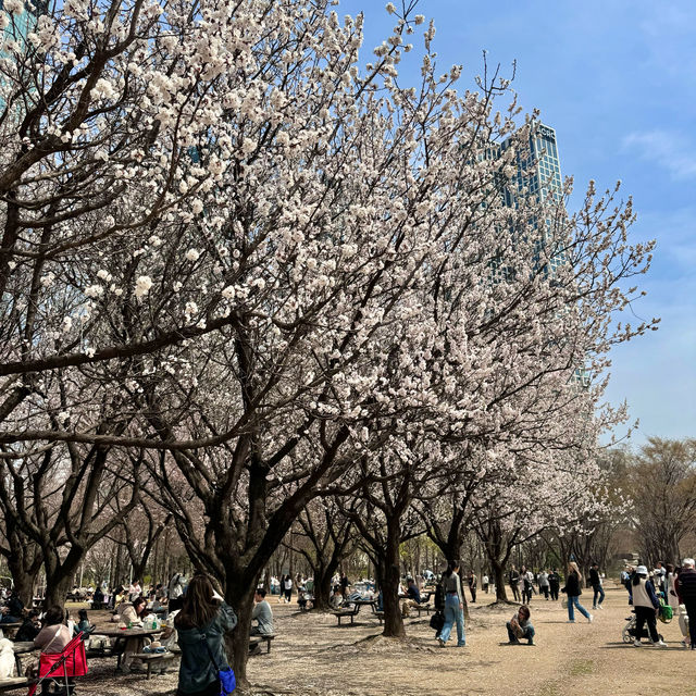 Picnic at Seoul Forest 🌸
