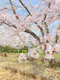 桜満開