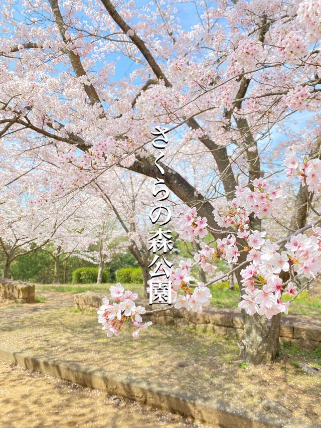 桜満開