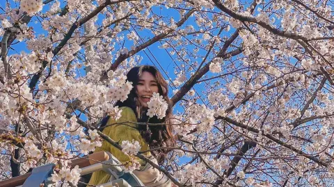 Mugeocheon, một địa điểm ngắm hoa anh đào nổi tiếng đã được ghé thăm trong nhiều năm, nơi bạn có thể thưởng thức hoa thủy tiên và hoa anh đào cùng một lúc — traveler post in Ulsan