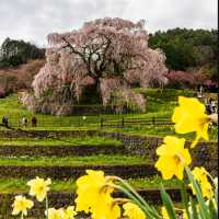 又兵衛桜
