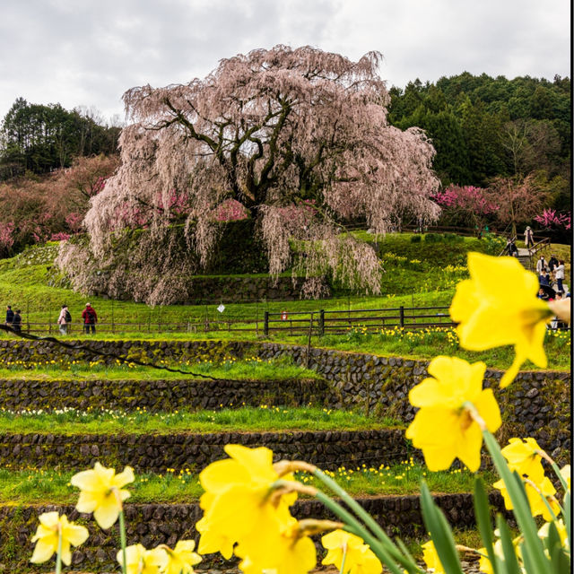 又兵衛桜