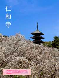 一度は見たい遅咲き桜🌸京都仁和寺🌸