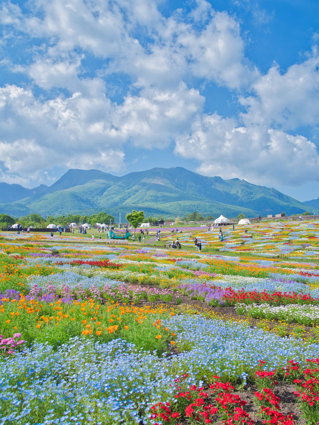 【大分】ここは天国ですか⁉️と勘違いしてします花畑絶景スポット✨