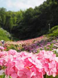 形原温泉　あじさいの里