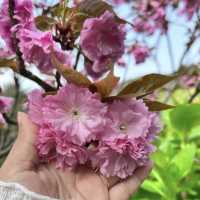 Stunning Cherry Blossom in Jeju Islands