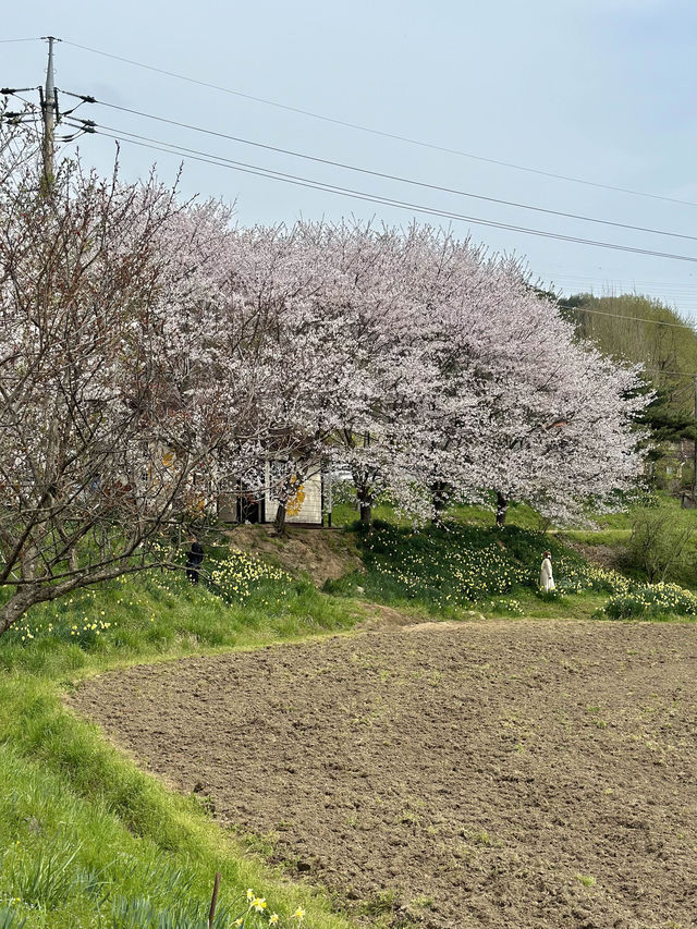 벚꽃과 수선화를 볼 수 있는 거북이마을 🌸🌼