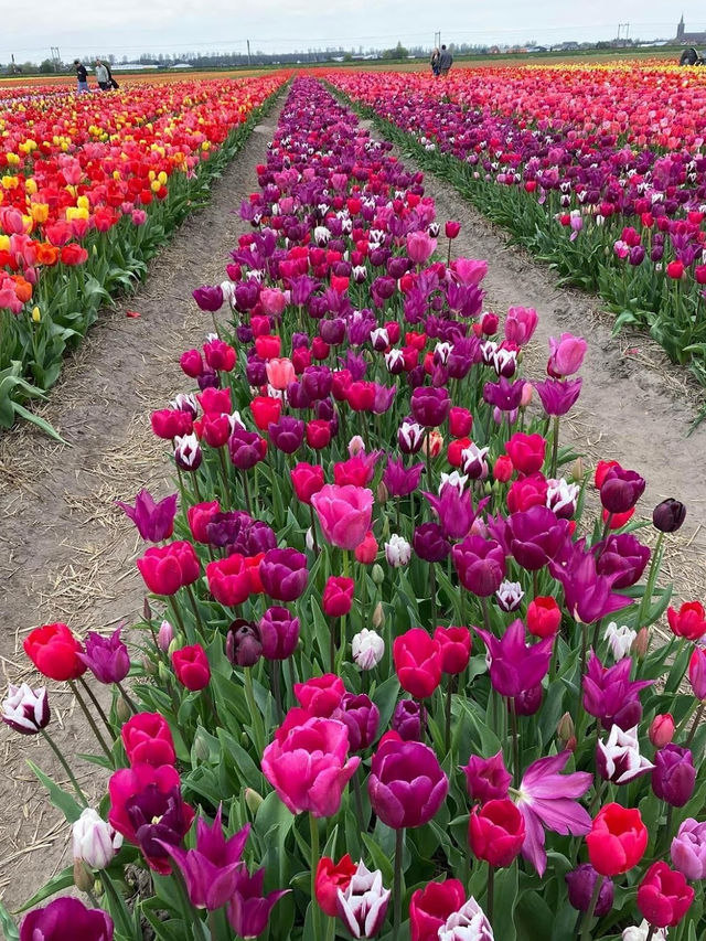 The Tulip Barn