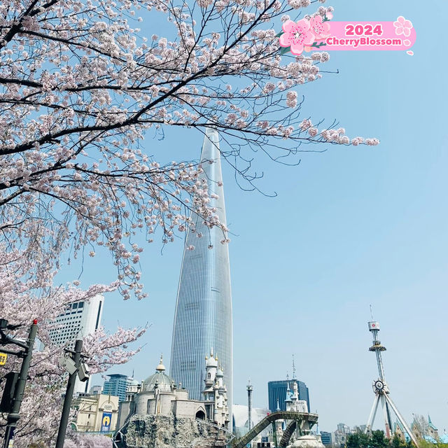 Cherry Blossoms 🌸 Yeouido Hangang Park @ Séoul 🇰🇷