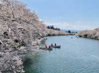 弘前公園櫻花適合春天遊玩
