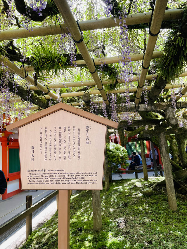 【奈良県】藤の名所「春日大社」へ