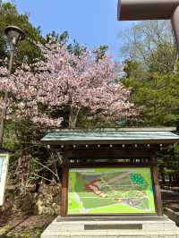 札幌　札幌観光　やっぱり外せない北海道神宮の桜！