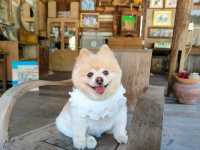 คาเฟ่โฮมมี่เปิดเฉพาะเสาร์-อาทิตย์ กิจกรรมเพียบ