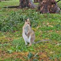 ไปเจอโคอาล่า จิงโจ้ ที่ Lone Pine Koala Sanctuary