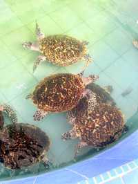Turtle Conservation Alor Gajah 