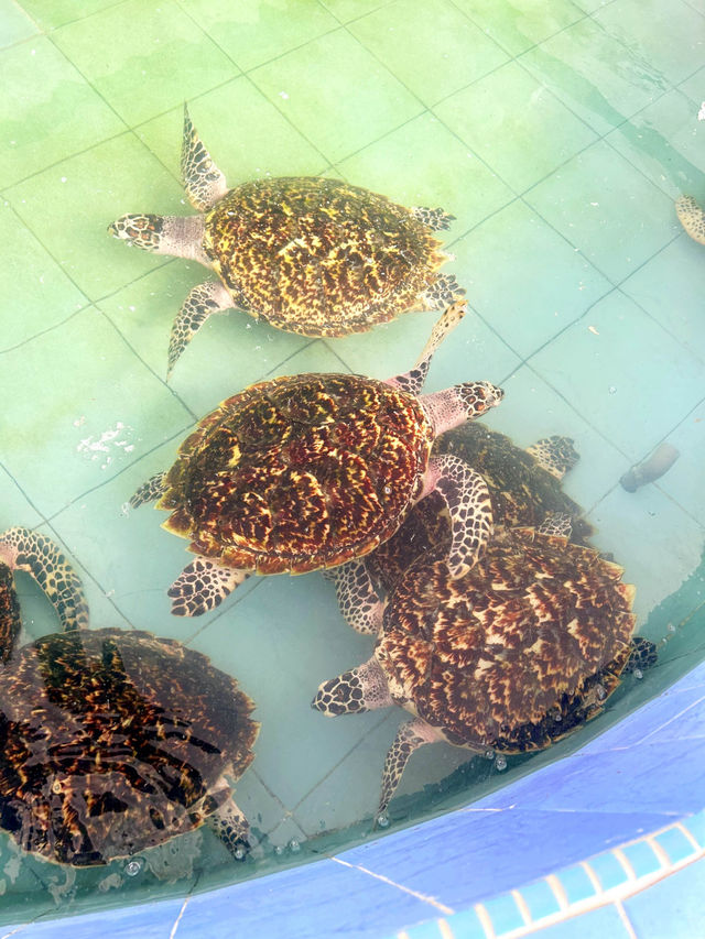 Turtle Conservation Alor Gajah 