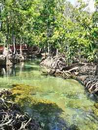 เที่ยวธรรมชาติ ป่าชายเลน ท่าปอมคลองสองน้ำ