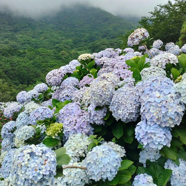 花與樹繡球花園