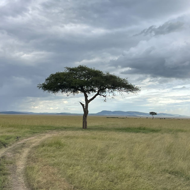 The incredible wild life of Masai Mara 