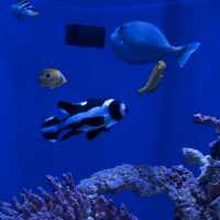【沖縄観光】優雅に泳ぐジンベイザメが魅力の水族館