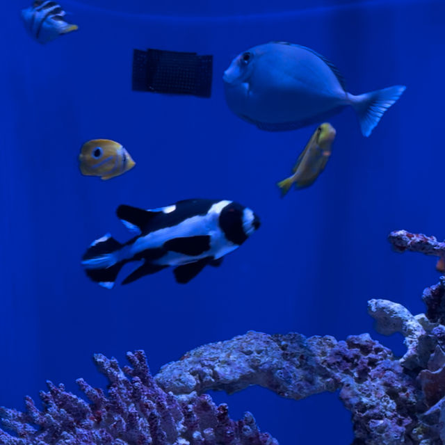 【沖縄観光】優雅に泳ぐジンベイザメが魅力の水族館