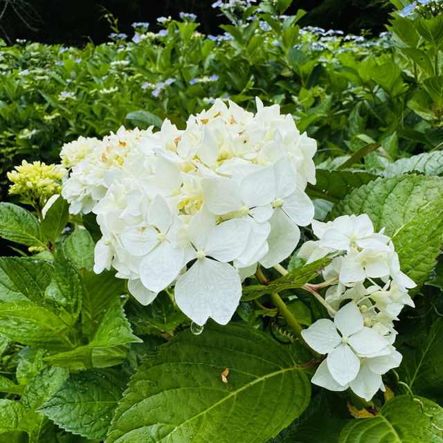 穴虫の郷