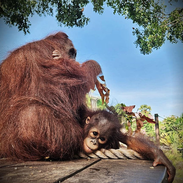 Wildlife Wonders: Bali Zoo Delights with Up-Close Encounters!