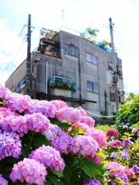 〖亀戸/東京〗 紫陽花×スカイツリーの絶景が楽しめる旧中川水辺公園◌𓈒𓐍
