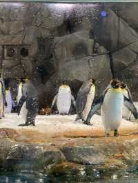 全港最大水族館「海洋公園」🐬🐠