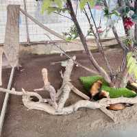 DESARU MINI ZOO