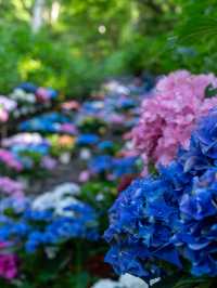 実はここの紫陽花いつでも○○！見頃は6月中旬❤️💙💚💜💛💖