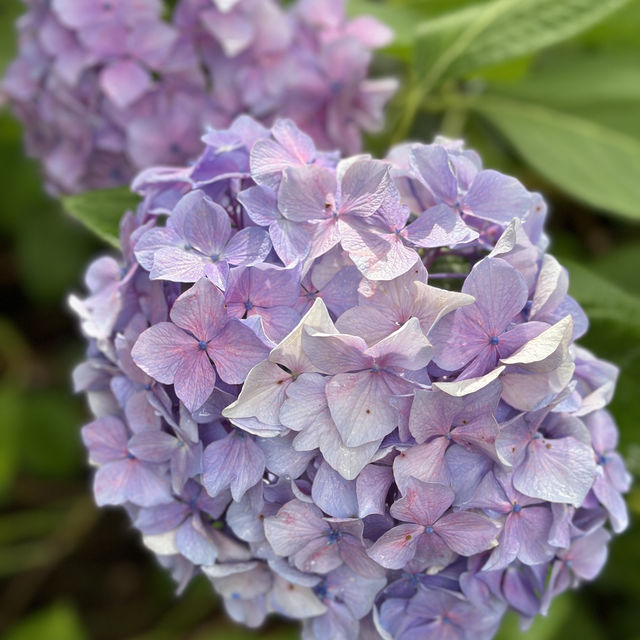 【大阪市區】繡球花園，值得一去既好地方