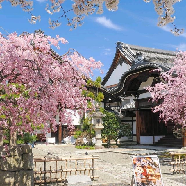 Feeling Blissful in Kyoto 🌸