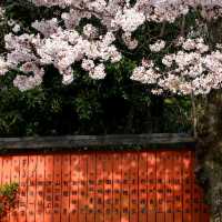 Cherry Blossom Season in Kyoto 🌸✨