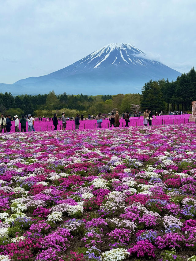 〜山梨県〜目が覚める👀日本一の絶景スポット🌸富士芝桜祭り✨