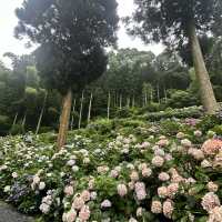 九州久留米千光寺的七千繡球花💐🌺🌸🌻🪻 
