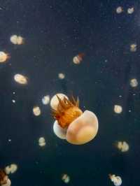【日本東北】加茂水族館：世一水母水族館，深藍色水槽前夢幻打卡