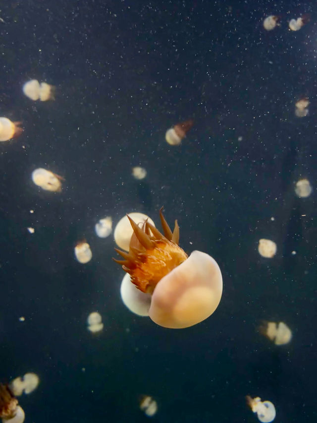 【日本東北】加茂水族館：世一水母水族館，深藍色水槽前夢幻打卡