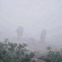 ป่าหินในสายหม่านหมอก