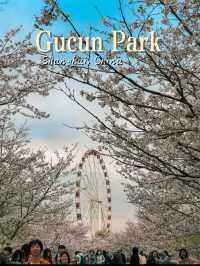 Cherry Blossoms at Gucun Park, Shanghai 🌸🇨🇳