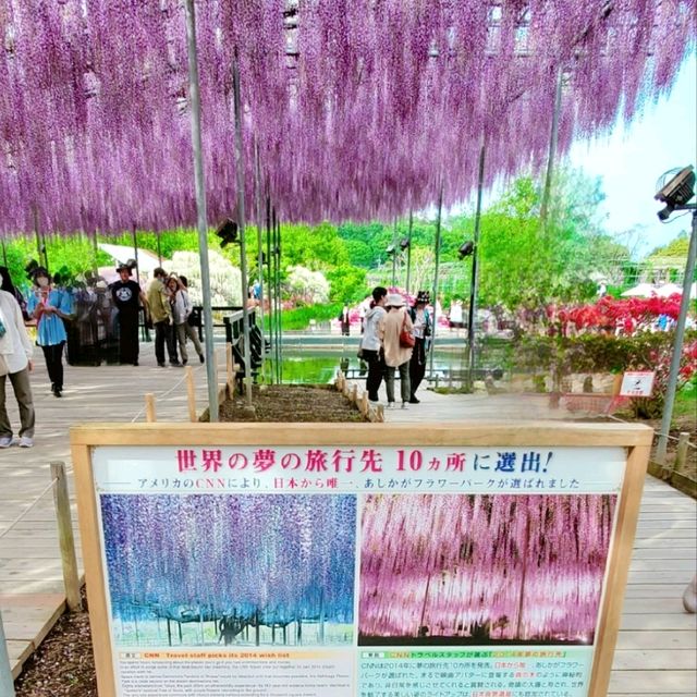 日本栃木縣足利花園💜